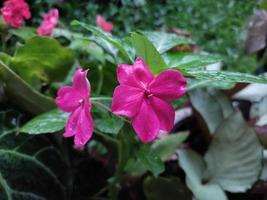 pink flowers with green leaves in the garden photo