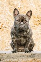 Portrait of a black French bulldog dog with brindle color on a background of hay. Animal, pet.