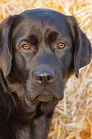 Portrait of a dog on a background of hay. Young black labrador retriever close-up. Animal, pet.