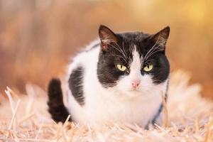 Black and white cat on hay. Portrait of a cute mixed breed cat. photo