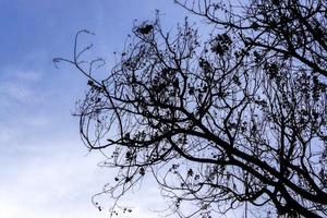 Closeup silhouette of trees in winter on blue sky background. photo