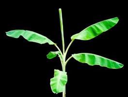 Single banana tree isolate on black background and make with path. photo