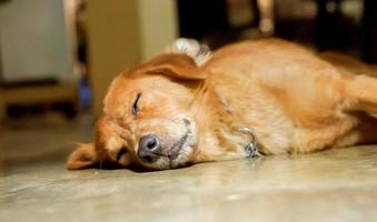 closeup face of Labrador sleeping on floor photo