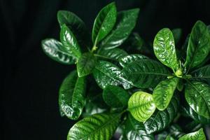 gardenia jasmine flower photo