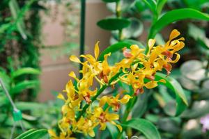 Photo of orchid flower blooming in the garden