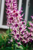 Photo of orchid flower blooming in the garden