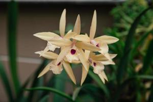 Photo of orchid flower blooming in the garden