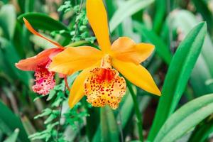 Photo of orchid flower blooming in the garden