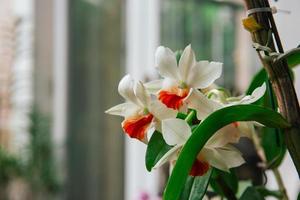 Photo of orchid flower blooming in the garden