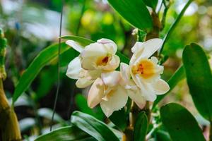 Photo of orchid flower blooming in the garden