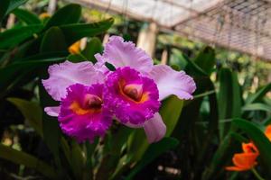 Photo of orchid flower blooming in the garden