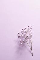 Small purple and white gypsophila flowers lie on a lilac background photo