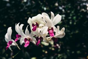 Photo of orchid flower blooming in the garden