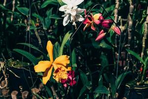 Photo of orchid flower blooming in the garden