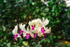 Photo of orchid flower blooming in the garden