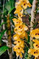 Photo of orchid flower blooming in the garden