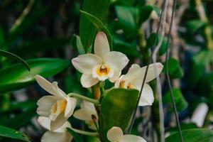 foto de orquídea flor floreciente en el jardín