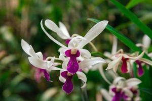 foto de orquídea flor floreciente en el jardín