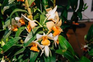 foto de orquídea flor floreciente en el jardín