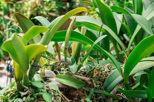 Photo of orchid flower blooming in the garden