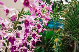 Photo of orchid flower blooming in the garden