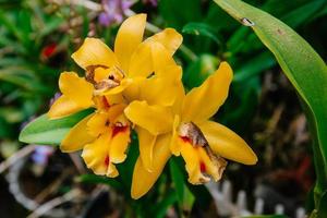 Photo of orchid flower blooming in the garden