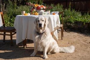 Labrador dorado perdiguero se sienta en el arena cerca el mesa en el calle y ejecuta el mando foto