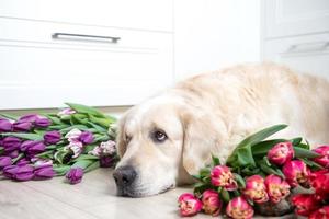 Dog golden longhair labrador retriever lies on the floor in tulips of different colors photo