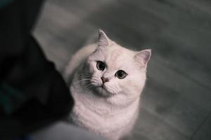 Portrait of white silver point cat looking up photo