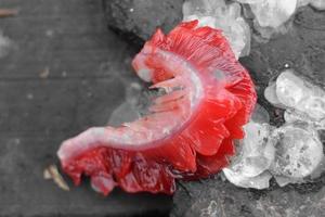 Freshly cut red gills on the ground photo