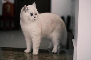 Portrait of white silver point cat looking up photo