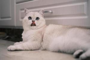 Portrait of white silver point cat looking up photo