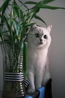 Portrait of white silver point cat looking up photo