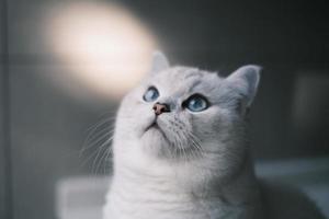 Portrait of white silver point cat looking up photo