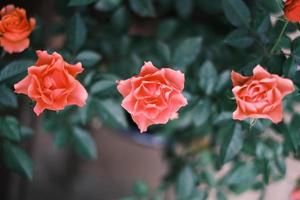 Red rose flowers blooming in the garden photo