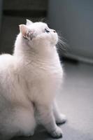 Portrait of white silver point cat looking up photo