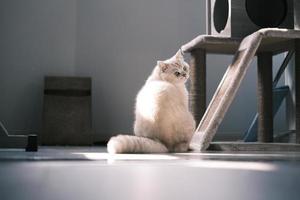 Elegant white silver point cat portrait photo