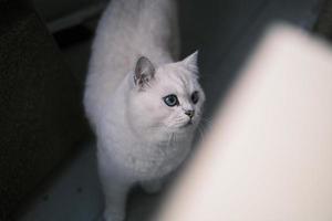 Portrait of white silver point cat looking up photo