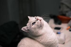 Portrait of white silver point cat looking up photo