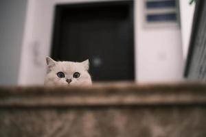 Portrait of white silver point cat looking up photo