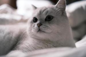 Portrait of white silver point cat looking up photo