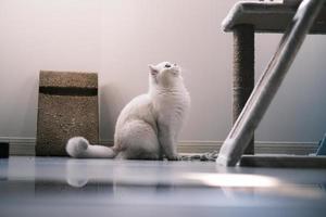 Portrait of white silver point cat looking up photo