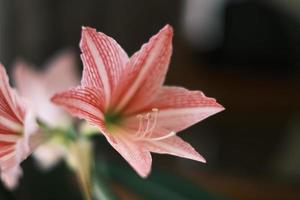 Red and white amaryllis flower in bloom photo