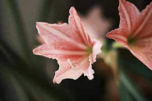 Red and white amaryllis flower in bloom photo