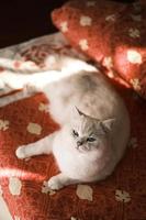 Portrait of white silver point cat looking up photo