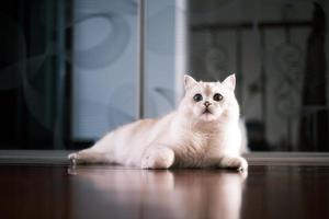 Portrait of white silver point cat lying on floor photo