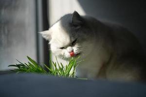 A white kitten eating cat grass photo