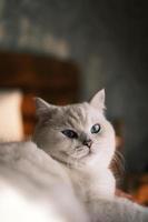 Portrait of white silver point cat looking up photo