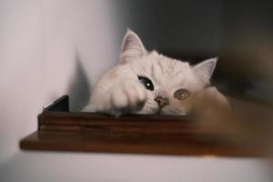 Portrait of white silver point cat lying photo