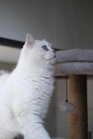 Portrait of white silver point cat looking up photo